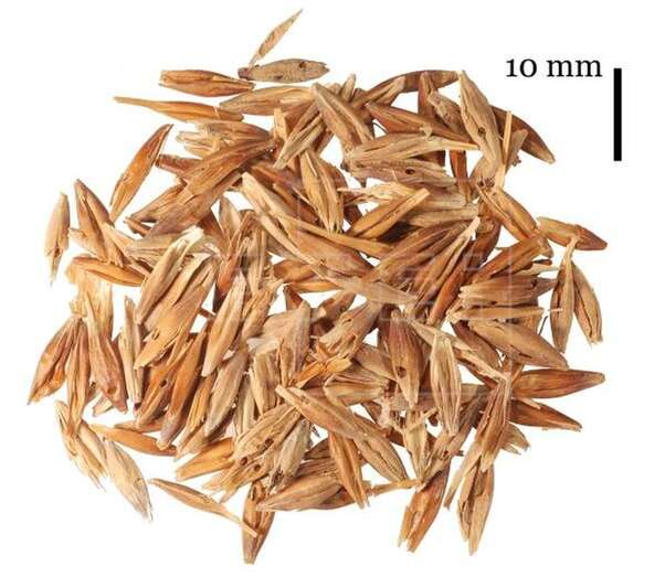 Semillas de cebada de 1.000 años de antigüedad recuperadas del granero prehispánico de El Álamo, en Artenara (Foto EFE / Jacob Morales)